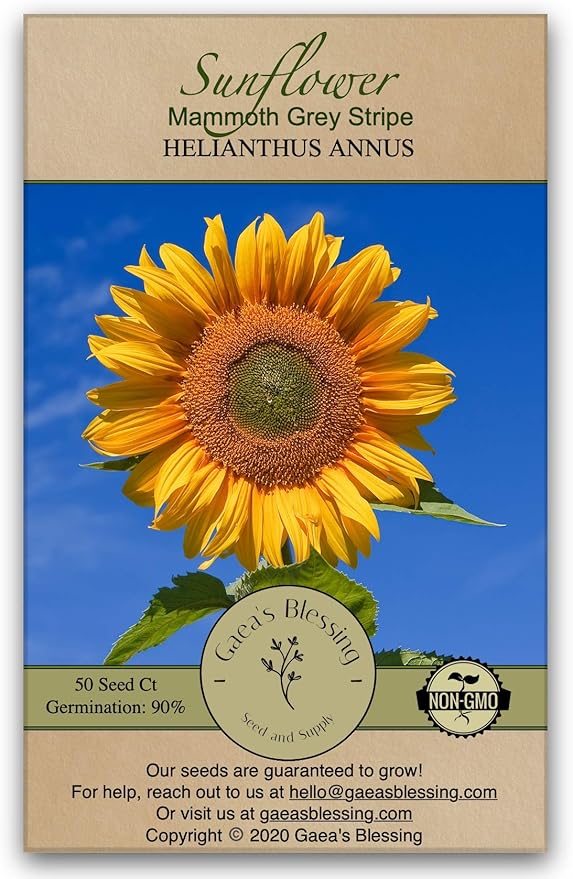 Gaea's Blessing Seeds - Sunflower Seeds - Heirloom Mammoth Grey Stripe - Includes Easy to Follow Planting Instructions - Non-GMO Heirloom 90% Germination Rate