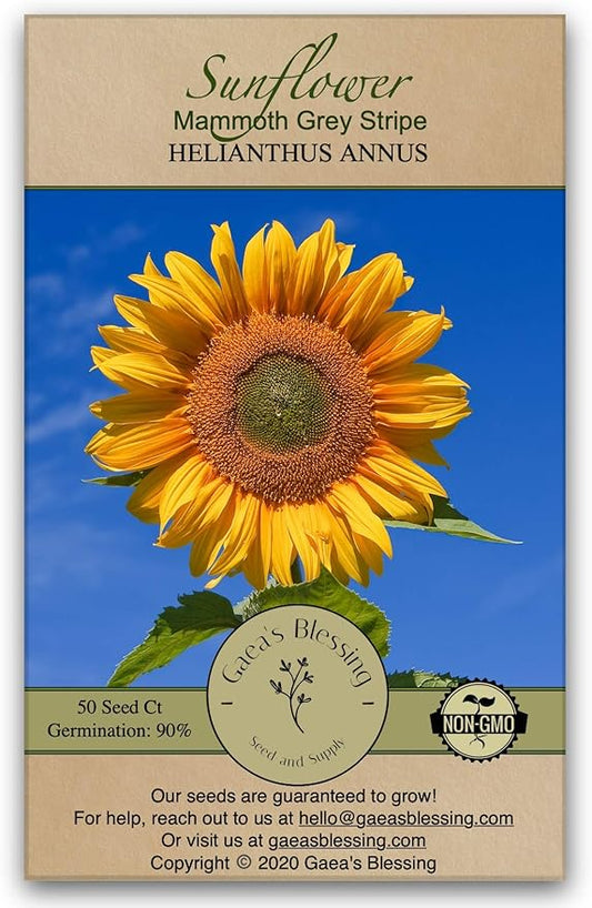 Gaea's Blessing Seeds - Sunflower Seeds - Heirloom Mammoth Grey Stripe - Includes Easy to Follow Planting Instructions - Non-GMO Heirloom 90% Germination Rate