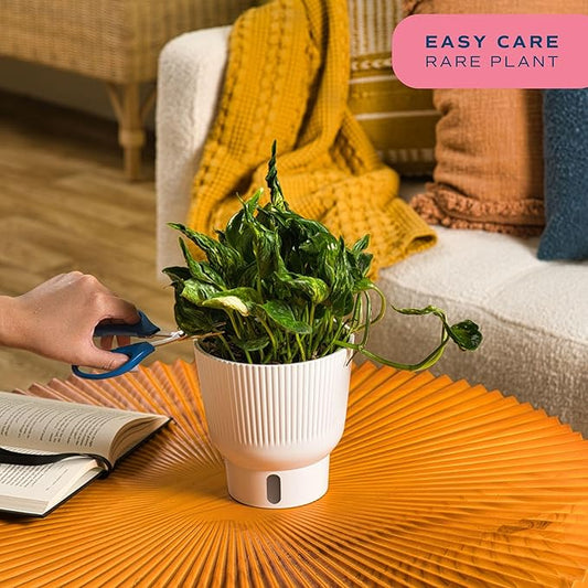 Costa Farms Pothos Shangri-La Live Plant, Climbing Trailing Indoor Houseplant | 12-Inches Tall | Trending Tropicals Collection | Self-Watering Pot | Easy Grow Plant for Home, Room Decor