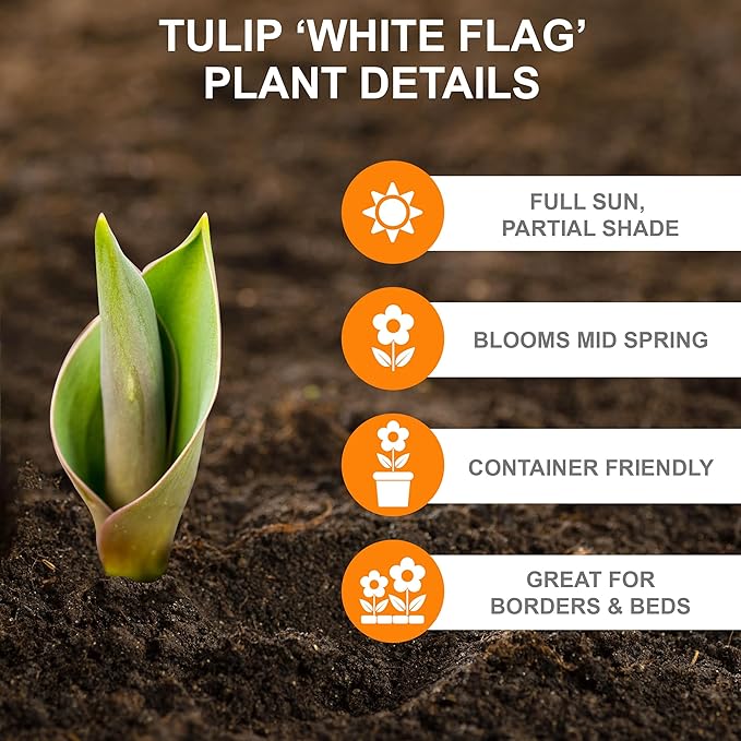 Garden State Bulb Triumph White Flag Tulip Flower Bulbs, 12/+ cm, Fall Planting (Bag of 50)