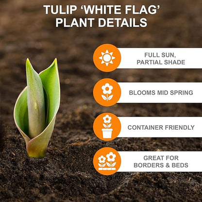 Garden State Bulb Triumph White Flag Tulip Flower Bulbs, 12/+ cm, Fall Planting (Bag of 50)