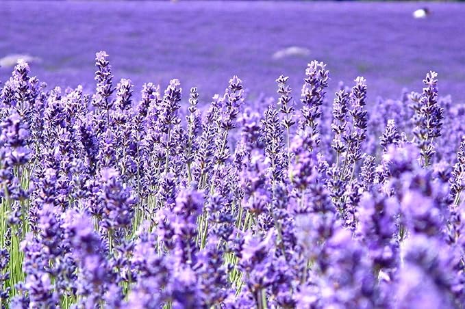 Lavender Provance 100+ Non-GMO Seeds Herb & Flower Garden