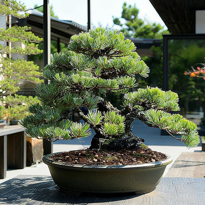 Premium Bonsai Soil 4qt- Aerated & Fast-Draining for Bonsai Pots, Promotes Healthy Growth