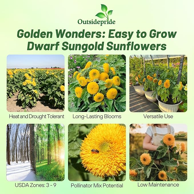 Outsidepride Dwarf Sungold Sunflower Seeds for Planting - 1 Lb. Annual, Easy to Grow Flower Seeds w/Vibrant, Abundant Blooms for Cut Flower Arrangements & Pollinator & Vegetable Gardens