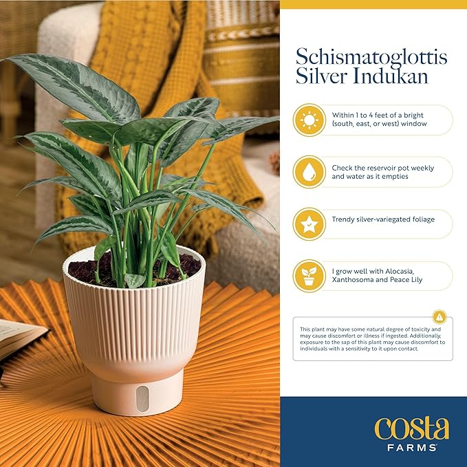 Costa Farms Silver Indukan Live Plant, Rare Unique Live Indoor Plant in 6-Inch Self-Watering Houseplant Pot, Potting Soil, Trending Tropicals Collection, Room and Home Decor
