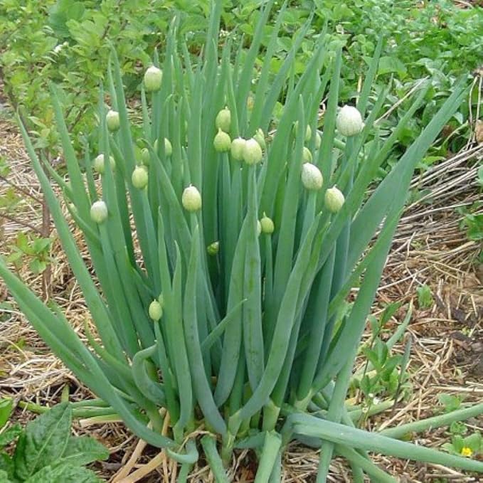 Seeds Welsh Onion Piero Green (Allium fistulosum) Vegetable for Planting Giant Non GMO 300 Seeds