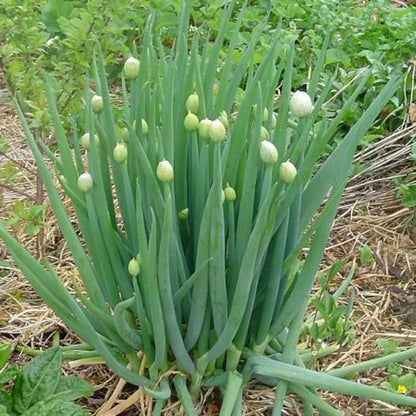 Seeds Welsh Onion Piero Green (Allium fistulosum) Vegetable for Planting Giant Non GMO 300 Seeds