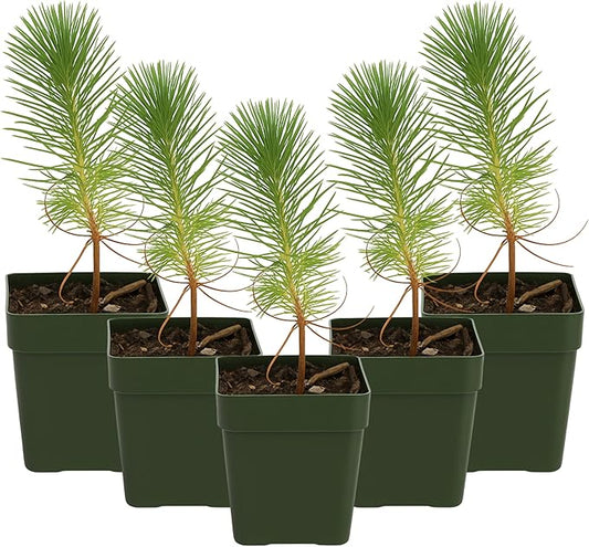 My Shelfie – Pinus eldarica Aleppo Pine (Afghan Pine) Bonsai Starter Tree, 2-Inch Live Evergreen Plant for Outdoor Garden, Zen Landscape, and Bonsai Training (5)