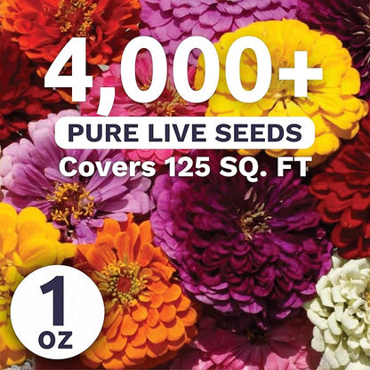 Zinnia Dahlia Mix - Large 1 Ounce Packet - 4,000 Flower Seeds for Planting - Zinnia elegans