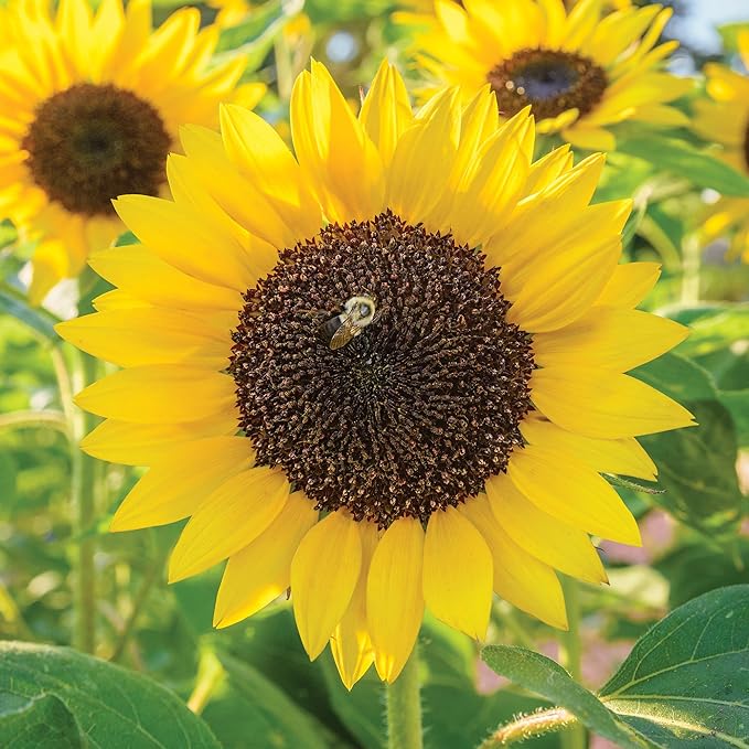 Burpee 'Busy Bee' Sunflower Seeds - 750mg Non-GMO Sunflower Seeds for Planting - Compact, Pollinator Friendly Annual Flower Seeds for Garden, Container, Borders (Sunflower, Busy Bee)