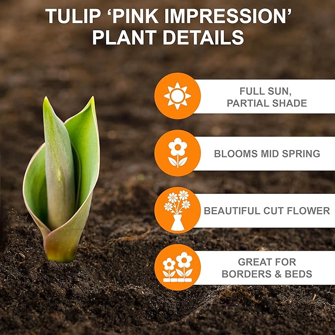 Garden State Bulb Darwin Hybrid Pink Impression Tulip Flower Bulbs, 12/+ cm, Fall Planting (Bag of 50)