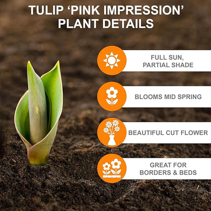 Garden State Bulb Darwin Hybrid Pink Impression Tulip Flower Bulbs, 12/+ cm, Fall Planting (Bag of 250)