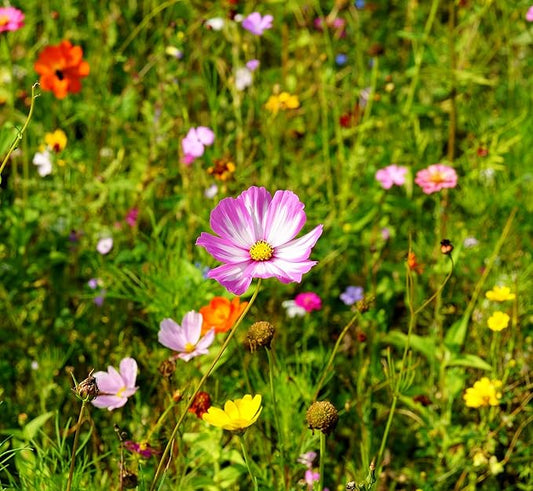 200Pcs Cosmos Bipinnatus Seeds Pink Flowers for Planting Easy to Grow Outdoor Home Garden Flower Seeds Gardening Supplies