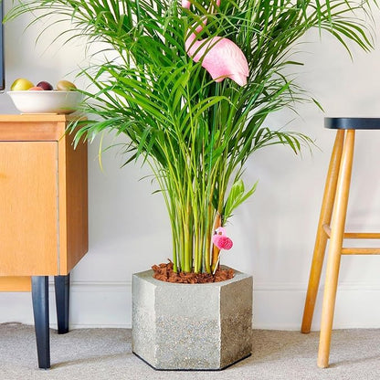 Halatool 10LBS Coco Coir Chips for Plants, 100% Compressed Organic Coco Husk with Low EC pH Balanced, Coconut Substrate Growing Mulch for Flowers, Garden, Orchids, Herbs,Landscaping