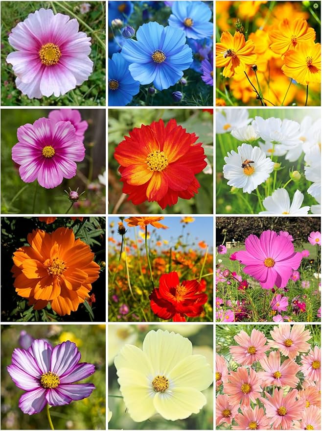 2000+ Mixed Cosmos Seeds for Planting-Cosmos Flower Seeds- Bright Lights Perennial Flower Seed for Outdoor Garden