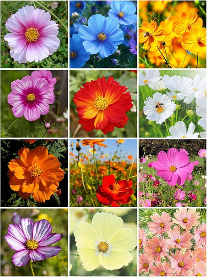2000+ Mixed Cosmos Seeds for Planting-Cosmos Flower Seeds- Bright Lights Perennial Flower Seed for Outdoor Garden