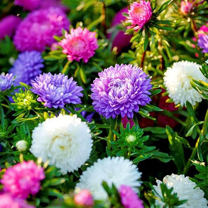 1000pcs Mixed Color Chrysanthemum Seeds for Planting, Non-GMO Tanacetum Chrysanthemum Morifolium Perennial Wildflower Seeds, Heirloom Rare Garden Flowers in Outdoors Indoors