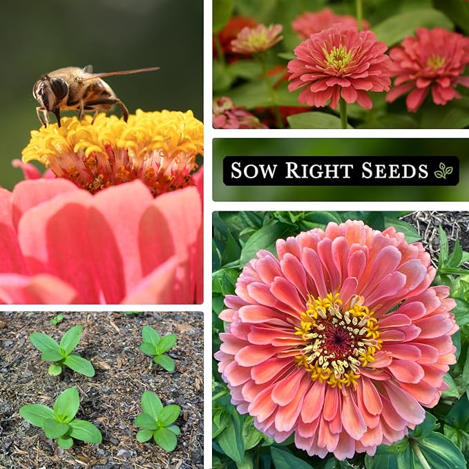 Sow Right Seeds - Salmon Queen Zinnia Seeds for Planting - Non-GMO Heirloom Packet to Plant & Grow an Outdoor Home Flower Garden - Annual, Giant Pink Blooms to Cut and Come Again (4)