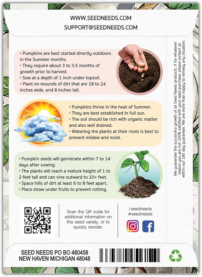 Seed Needs White Pumpkin Seeds for Planting Lumina Pumpkins - Non-GMO Heirloom & Untreated Vegetable Seeds to Plant an Outdoor Pumokin Patch - Perfect for Carving (5 Packs)