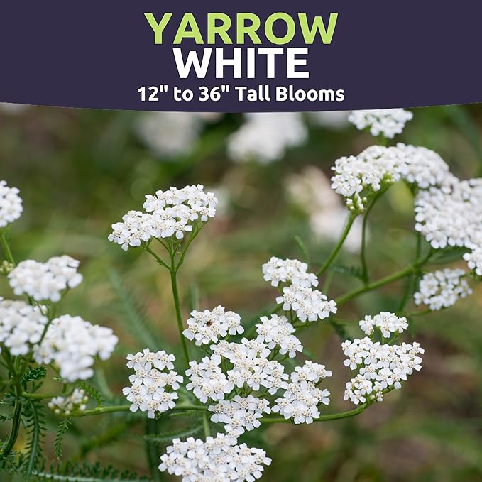 Yarrow White - Large 1,000mg Envelope - 6,000 Flower Seeds for Planting - Achillea millefolium