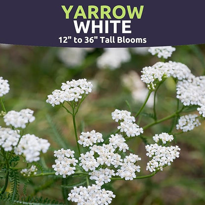 Yarrow White - Large 1,000mg Envelope - 6,000 Flower Seeds for Planting - Achillea millefolium