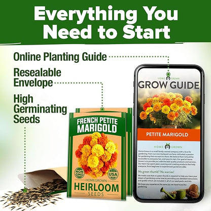 HOME GROWN Petite French Marigold Seeds 658 Flower Seeds for Planting Outdoor Easy to Grow Companion Plant & Quick Blooming Pollinator Heirloom Wildflower Seeds (Tagetes patula)