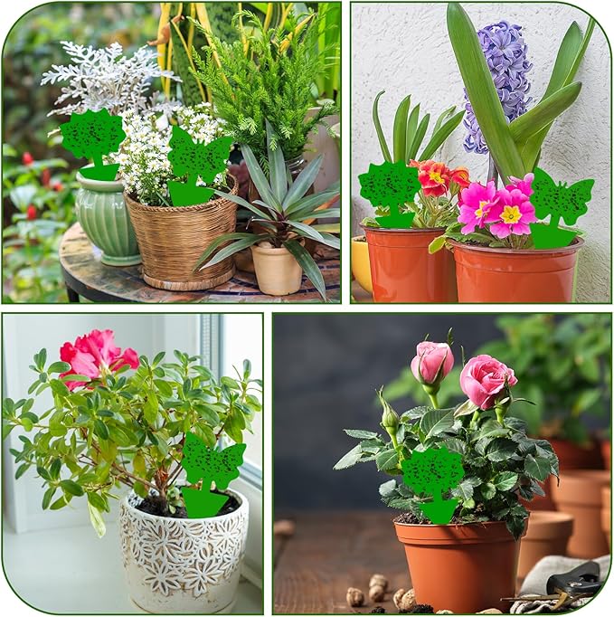 Fruit Fly Traps, 60 Pack Green Stick Traps, Fungus Gnat Traps, Plant Fly Stickers for Indoor and Outdoor Use Protect The Plant