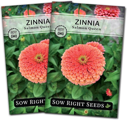 Sow Right Seeds - Salmon Queen Zinnia Seeds for Planting - Non-GMO Heirloom Packet to Plant & Grow an Outdoor Home Flower Garden - Annual, Giant Pink Blooms to Cut and Come Again (2)