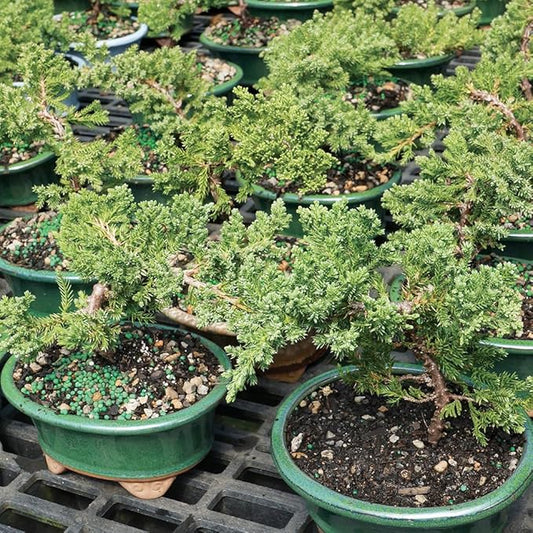 Brussel's Live Green Mound Juniper Outdoor Bonsai Tree - 3 Years Old; 4" to 6" Tall with Decorative Container - Not Sold in California