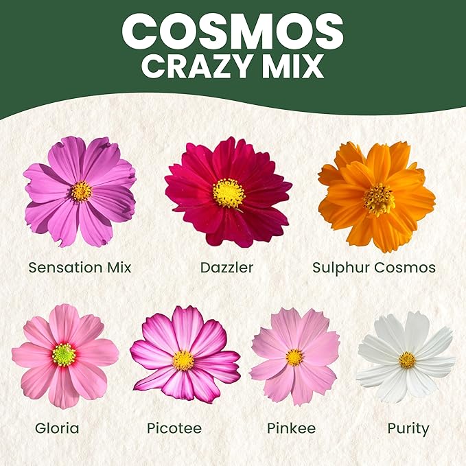 Crazy Cosmos Mix - Large 5g Envelope - 600 Flower Seeds for Planting - Cosmos bipinnatus