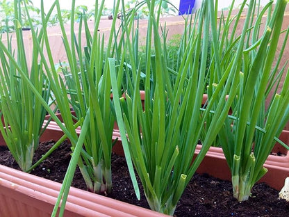 Seeds Welsh Onion Piero Green (Allium fistulosum) Vegetable for Planting Giant Non GMO 300 Seeds