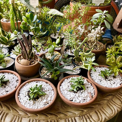 Horticultural Perlite for Plants 2qt, All Natural Horticultural Soil Additive Conditioner Mix, Improve Ventilation and Drainage, Enhance Soil Health and Root Growth