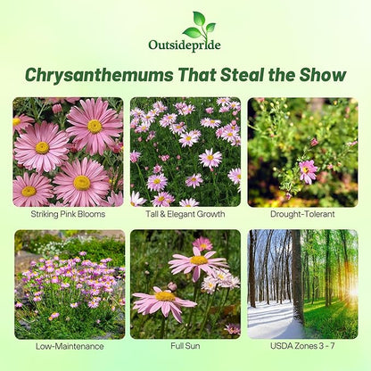 Outsidepride Robinson's Rose Chrysanthemum Seeds - 5000 Pcs. Perennial, Drought Tolerant Flower Seeds for Planting in Pollinator Gardens, Cut Flowers & Low Maintenance Landscaping
