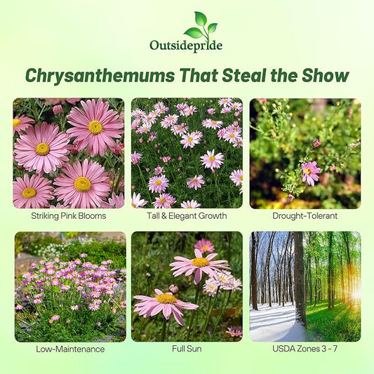 Outsidepride Robinson's Rose Chrysanthemum Seeds - 5000 Pcs. Perennial, Drought Tolerant Flower Seeds for Planting in Pollinator Gardens, Cut Flowers & Low Maintenance Landscaping