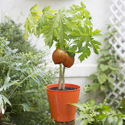Gardenera Papaya Potting Mix - Promote Strong Roots and Bountiful Yield with Our Premium Blend - 4 Quart