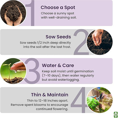 Teddy Bear - Fluffy, Dwarf Sunflower Seeds - 30 Seeds - Up to 40" Tall