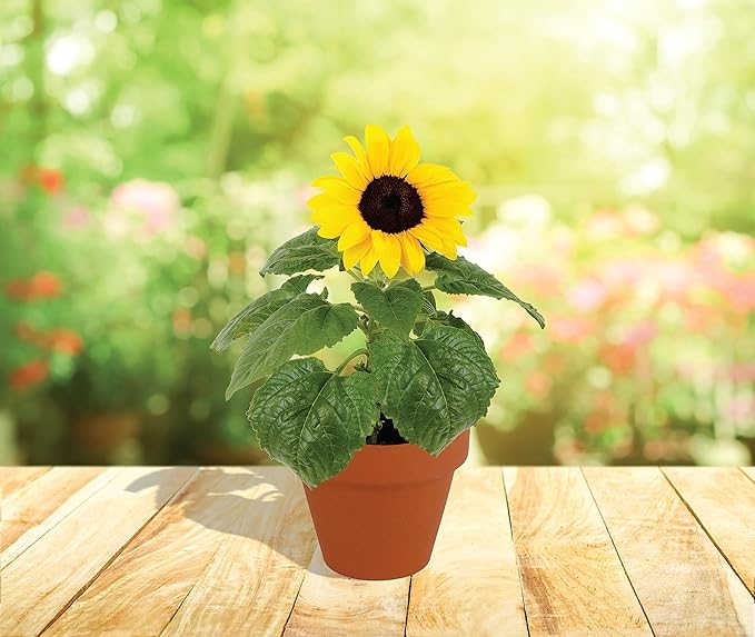 BUZZY Sunflower Seeds & Genuine Terracotta 7cm Pot Bulk Pack (10 Count), Includes 10 Each pots, Soil pellets, Seed Packs - Great for Favors, Crafts, School Projects, Starter Kits - Guaranteed to Grow