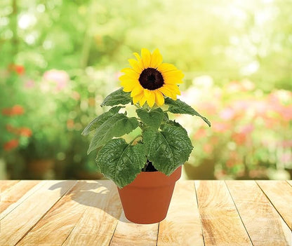 BUZZY Sunflower Seeds & Genuine Terracotta 7cm Pot Bulk Pack (10 Count), Includes 10 Each pots, Soil pellets, Seed Packs - Great for Favors, Crafts, School Projects, Starter Kits - Guaranteed to Grow