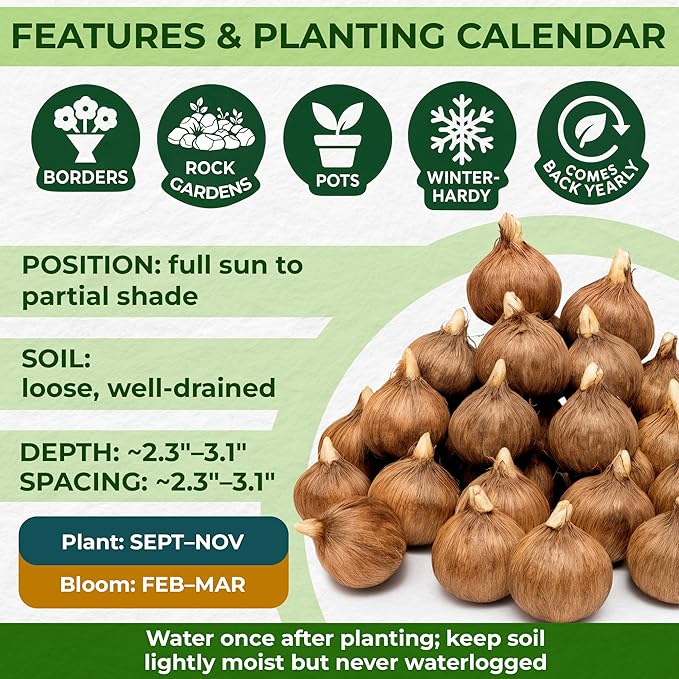 Dutch Bulbs Giant Crocus Bulb Mix, 100 Exclusive Flower Bulbs, Mix of 5 Varieties from Holland, Real Hardy and Perennial Crocus tubers/Flowers (no Seeds) for Garden, pots and Balcony