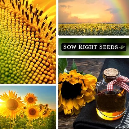 Sow Right Seeds - Peredovik Sunflower Seeds for Planting - Non-GMO Heirloom Packet with Instructions for Growing - Russian Black Sun Flower - Great for Wildlife and Sunflower Oil - Annual Blooms (1)