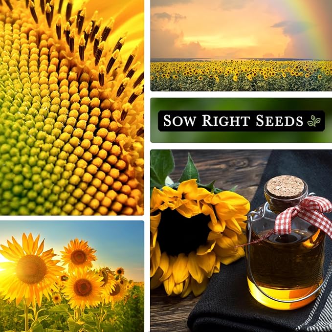 Sow Right Seeds - Peredovik Sunflower Seeds for Planting - Non-GMO Heirloom Packet with Instructions for Growing - Russian Black Sun Flower - Great for Wildlife and Sunflower Oil - Annual Blooms (3)