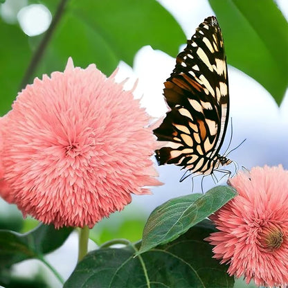 50pcs Pink Pooh Sunflower Seeds - Unique Pink Blooms, Non-GMO, Heirloom, Organic - Ideal for Zones 5-10