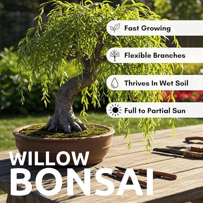 All by Grace Willow Bonsai Tree - Thick Trunk Cutting, Fast Growing
