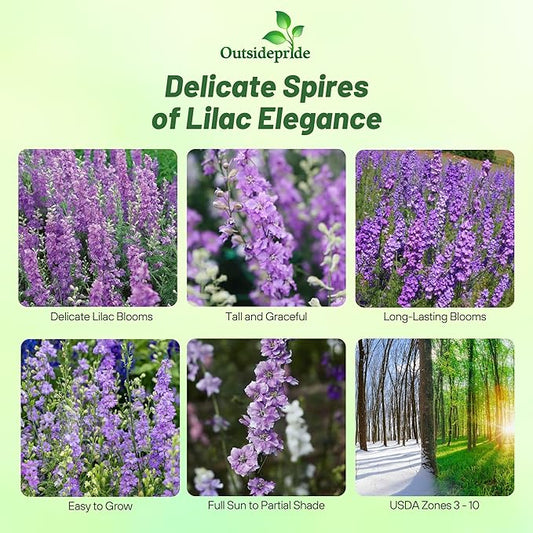 Outsidepride Delphinium Lilac Larkspur Seeds for Planting Outdoors - 2000 Pcs Annual, Self-Seeding, Heat & Drought Tolerant Wildflower Seed, Colorful Blooms for Flower Arrangement & Pollinator Garden
