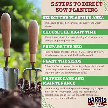 Garden Trends - Ornamental Corn Seeds - Bloody Butcher Variety - Non-GMO Vegetable for Outdoor Planting Home Garden - Blood Red Kernel Color - 100 Seeds