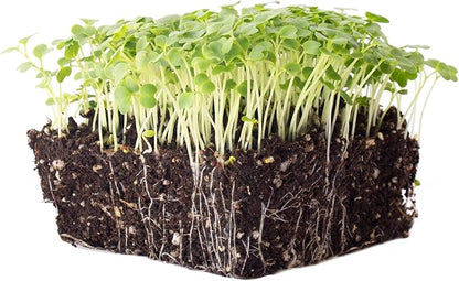 Green Mustard Microgreens Seeds - 4 Oz ~48,000 Seeds - Grow Non-GMO Micro Mustard Herb Greens - Premium Seed - High Germination Rate