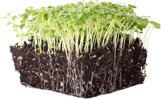 Green Mustard Microgreens Seeds - 4 Oz ~48,000 Seeds - Grow Non-GMO Micro Mustard Herb Greens - Premium Seed - High Germination Rate