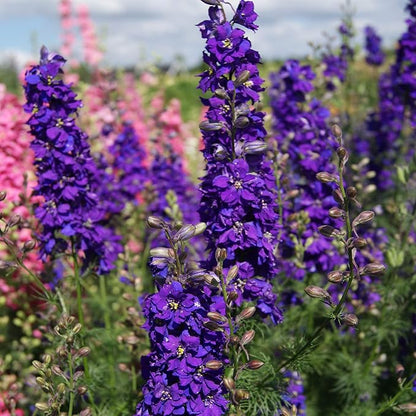 Outsidepride Delphinium Blue Larkspur Seeds for Planting Outdoors - 2000 Pcs Annual, Self-Seeding, Heat & Drought Tolerant Wildflower Seeds, Colorful Blooms for Flower Arrangement & Pollinator Garden