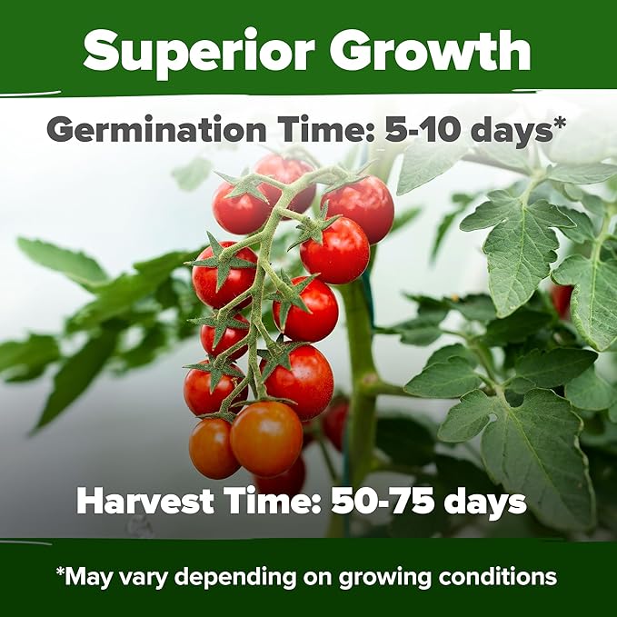 HOME GROWN Heirloom Tomato Seed Collection – Beefsteak & Large Red Cherry (1100+ Non-GMO Seeds for High-Yield Gardening) Solanum lycopersicum