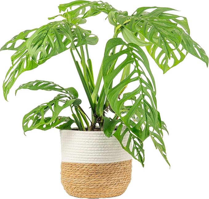 Costa Farms Monstera Esqueleto Live Plant | 2-3 Feet Tall | Large Tropical Houseplant in 10-Inch Plant Pot | Gift for Housewarming, Birthday | Perfect Decor for Home, Office, and Room